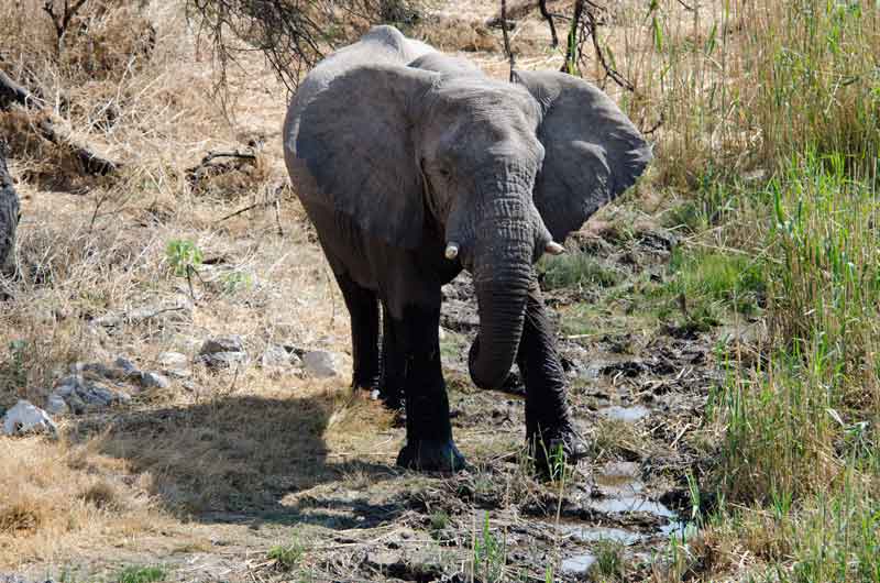 51 - Namibia - elefante - parque nacional de Etosha